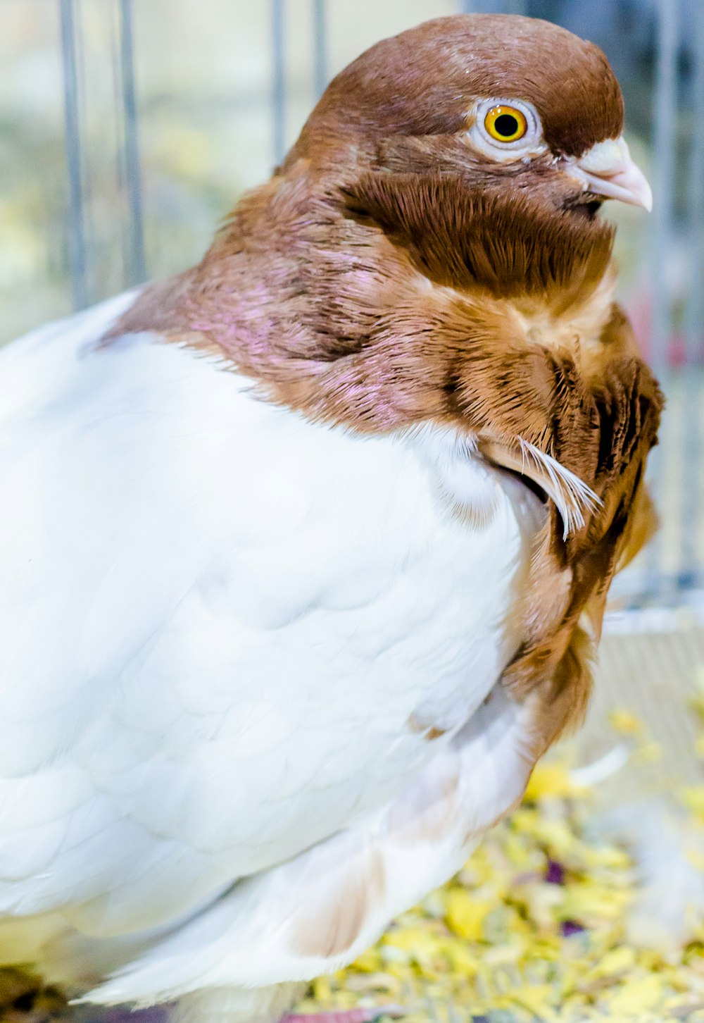 brown and white feathered bird