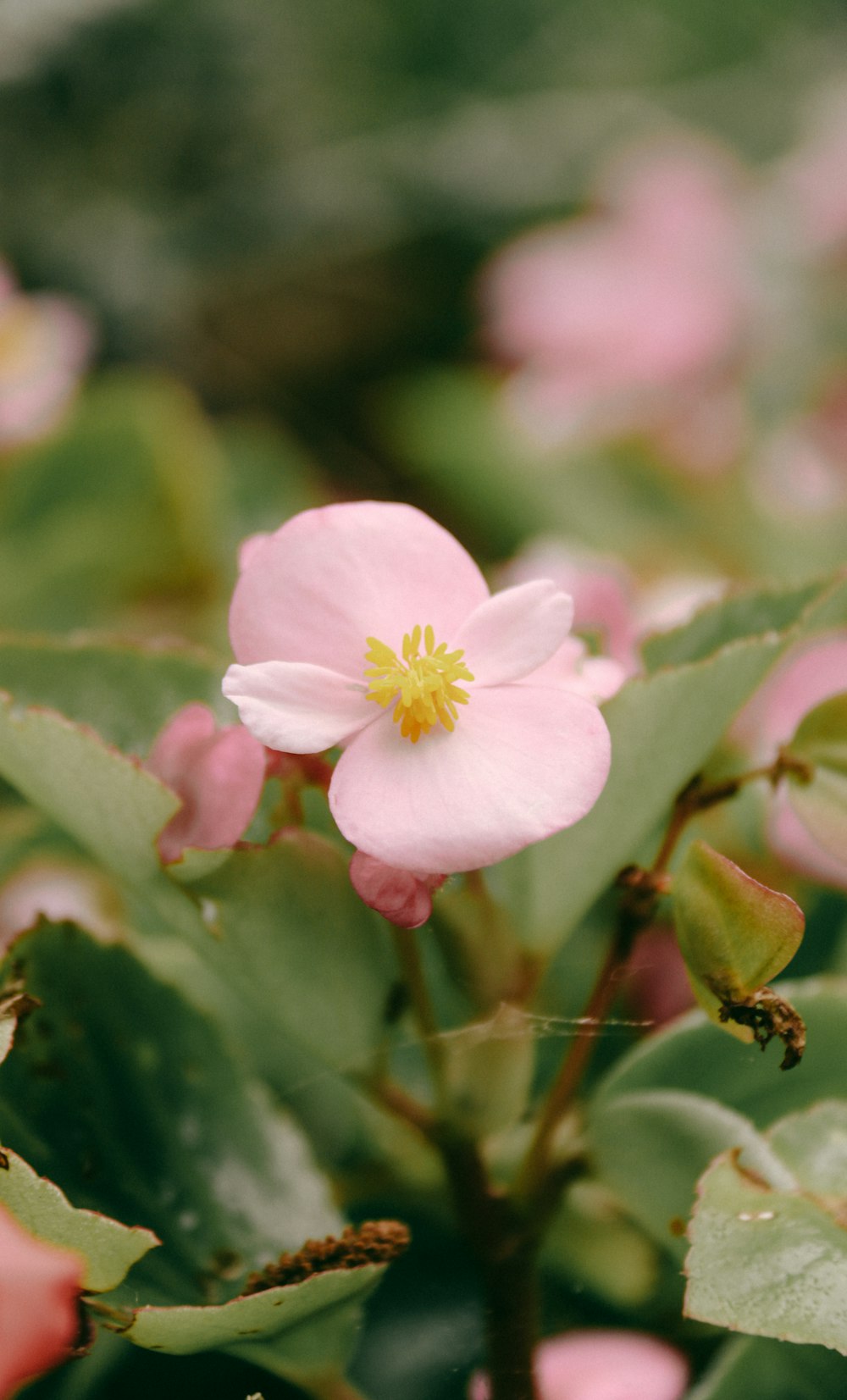 flor rosa e branca na foto macro