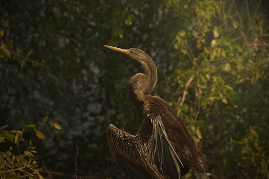 brown pelican on brown grass during daytime in Keoladeo National Park India