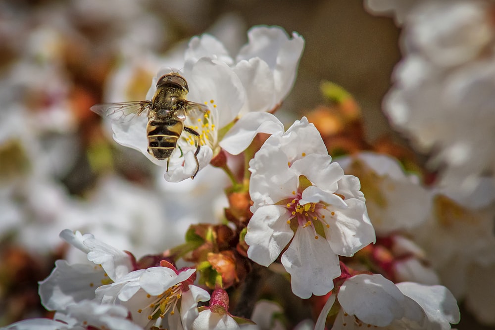 abelha empoleirada na flor de pétalas brancas em fotografia de perto durante o dia