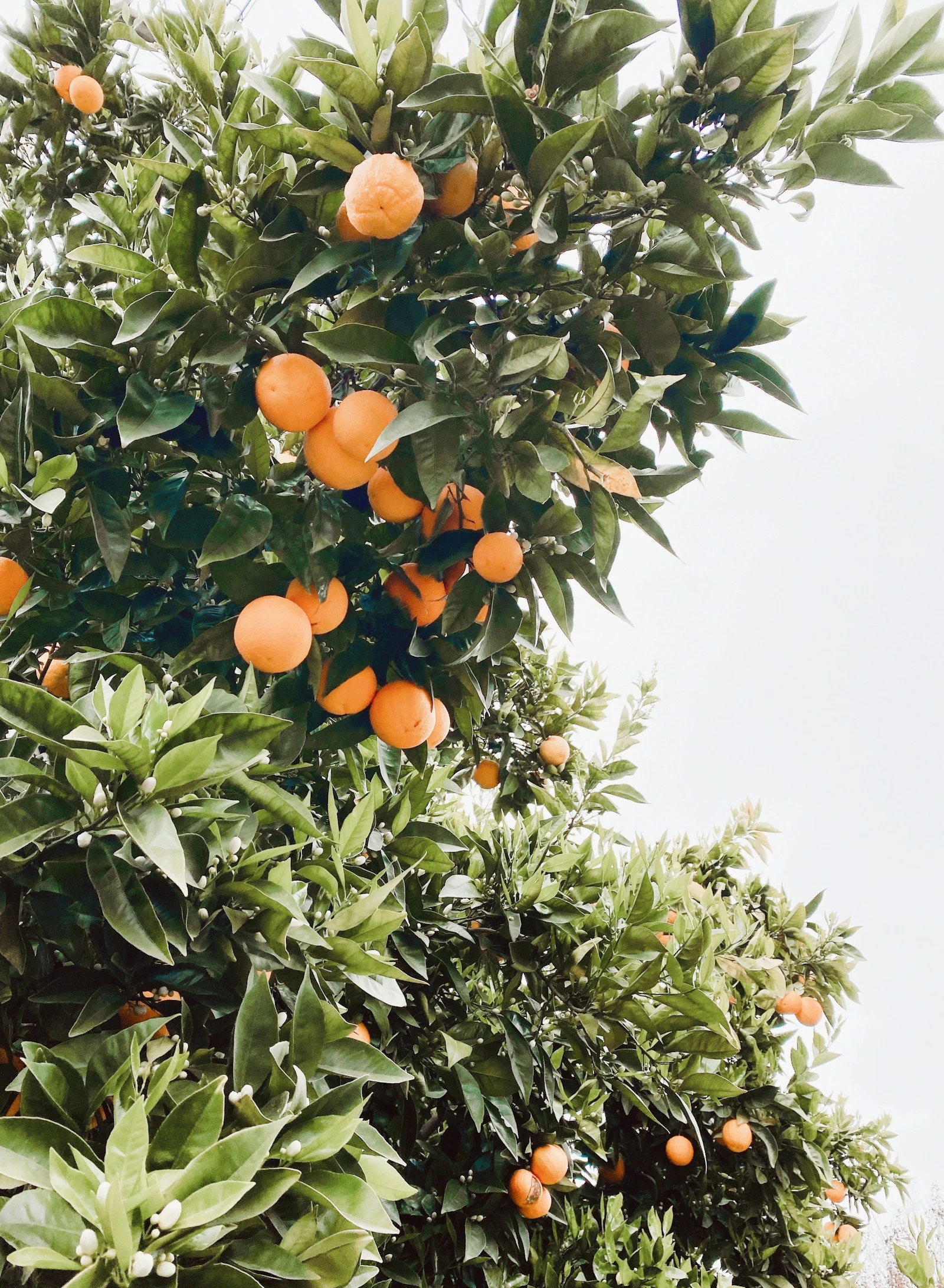 Alambic traditionnel utilisé pour distiller la fleur d'oranger au Maroc