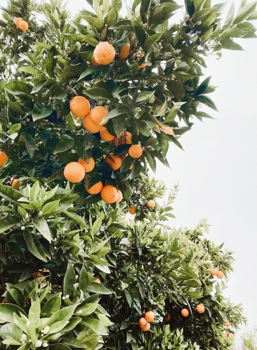 Orangenobstbaum tagsüber
