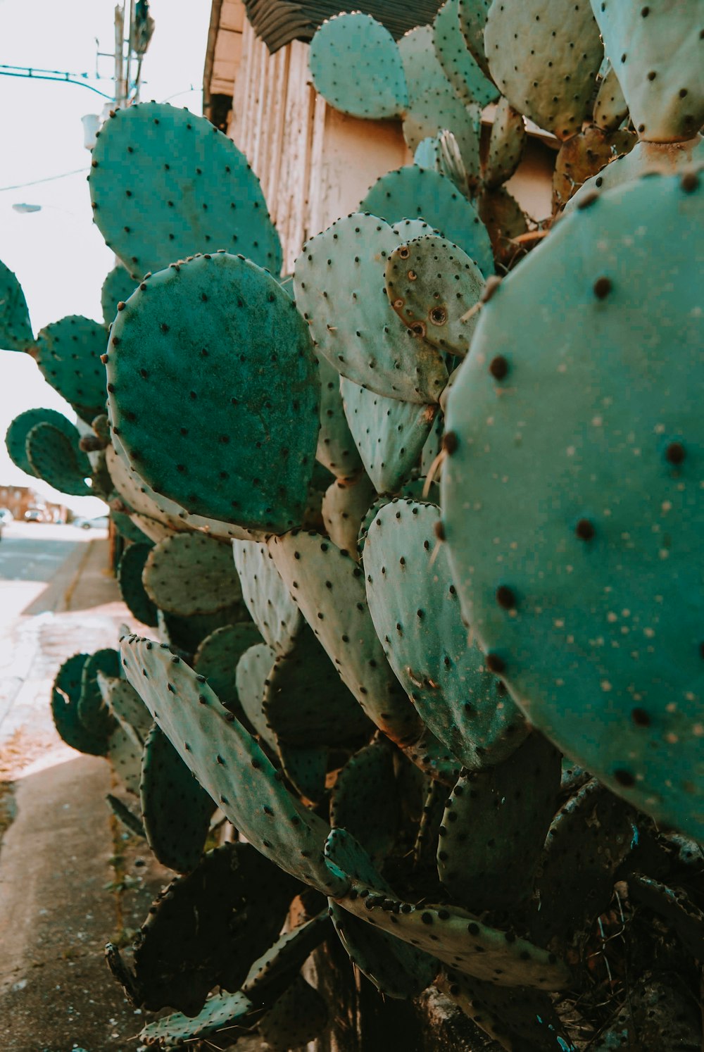 green cactus plant during daytime