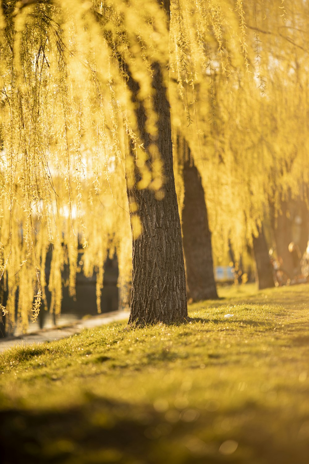 brown trees on green grass field during daytime