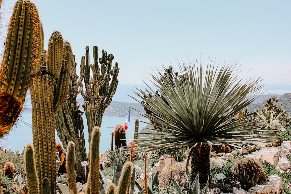 green cactus plants during daytime