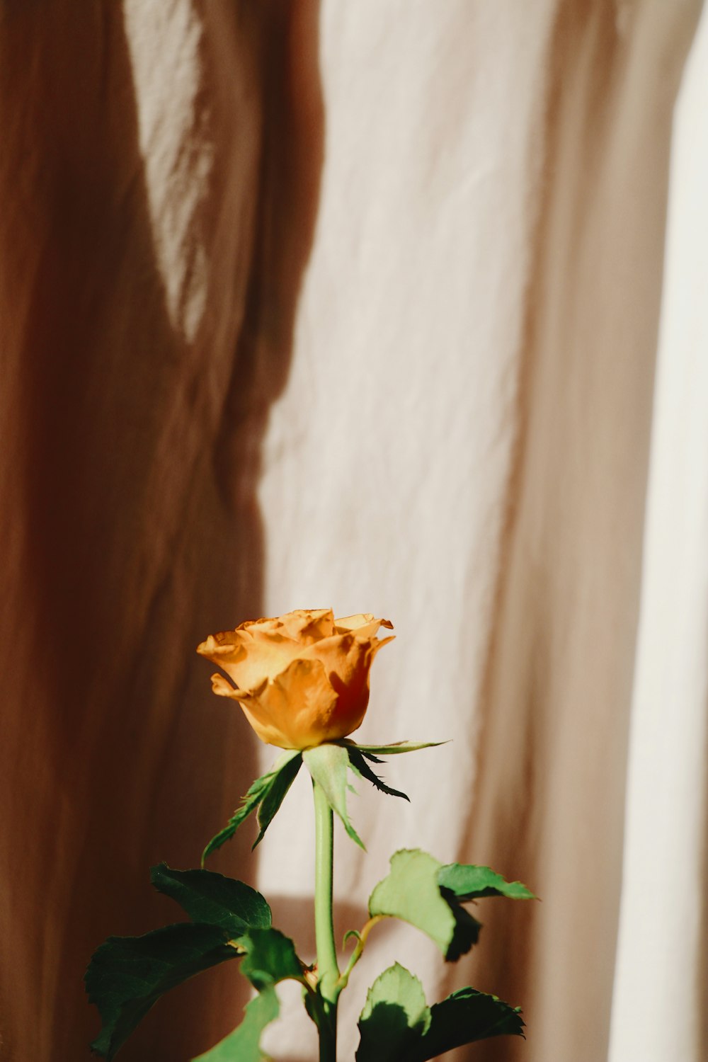 yellow flower with green leaves