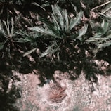 An aerial view of a dense canopy of palm trees casting intricate shadows on the ground. The lush green fronds contrast with the earth-toned ground beneath. A circular arrangement of twigs or branches is visible among the grass.