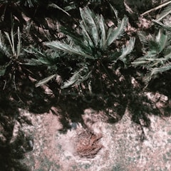An aerial view of a dense canopy of palm trees casting intricate shadows on the ground. The lush green fronds contrast with the earth-toned ground beneath. A circular arrangement of twigs or branches is visible among the grass.