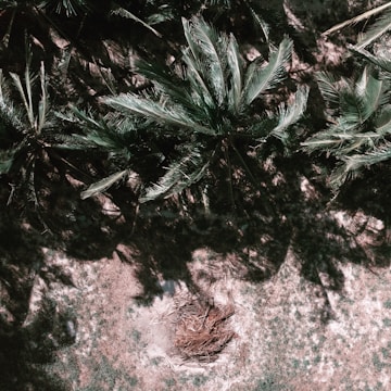 An aerial view of a dense canopy of palm trees casting intricate shadows on the ground. The lush green fronds contrast with the earth-toned ground beneath. A circular arrangement of twigs or branches is visible among the grass.