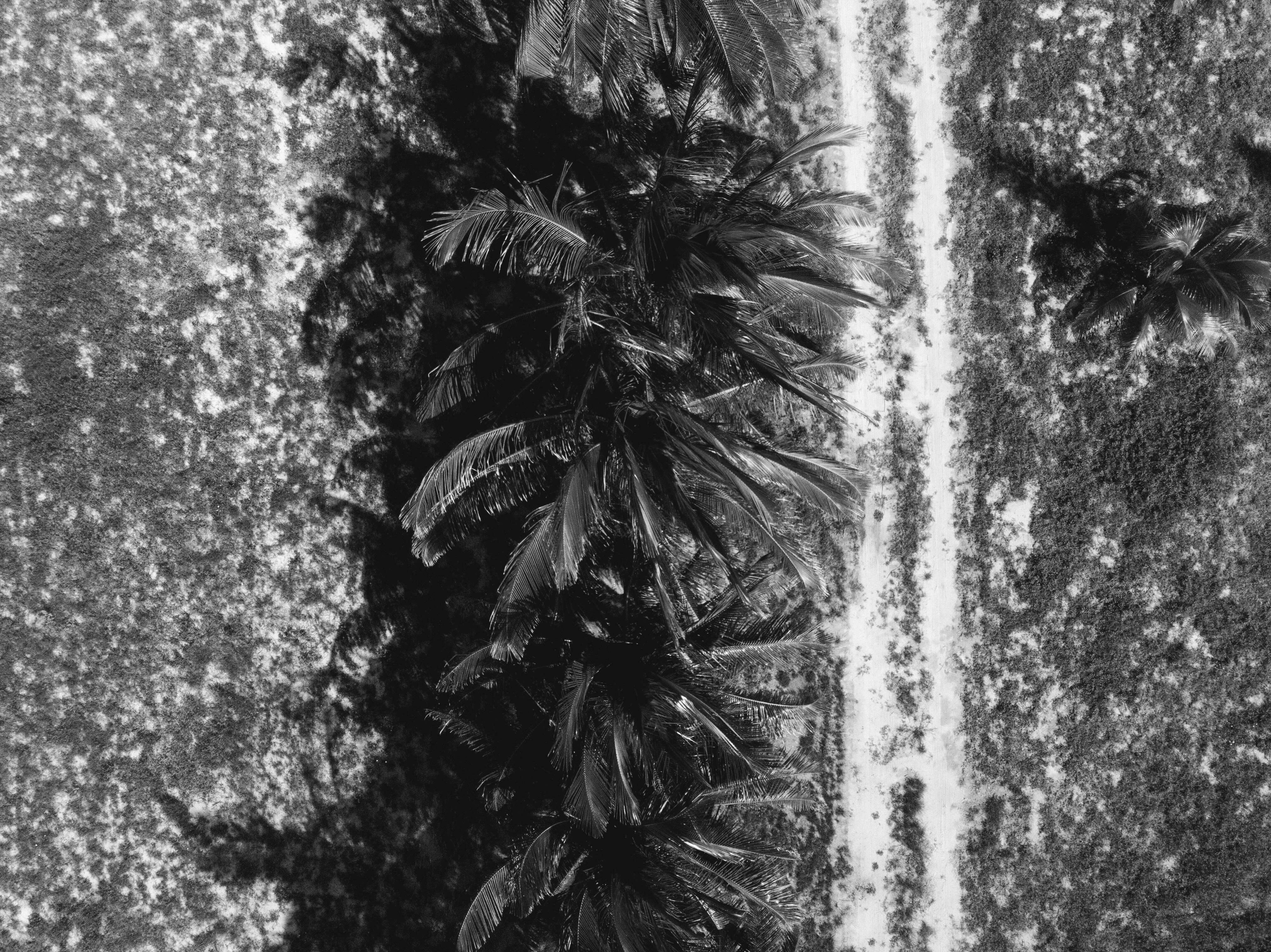 grayscale photo of pine tree