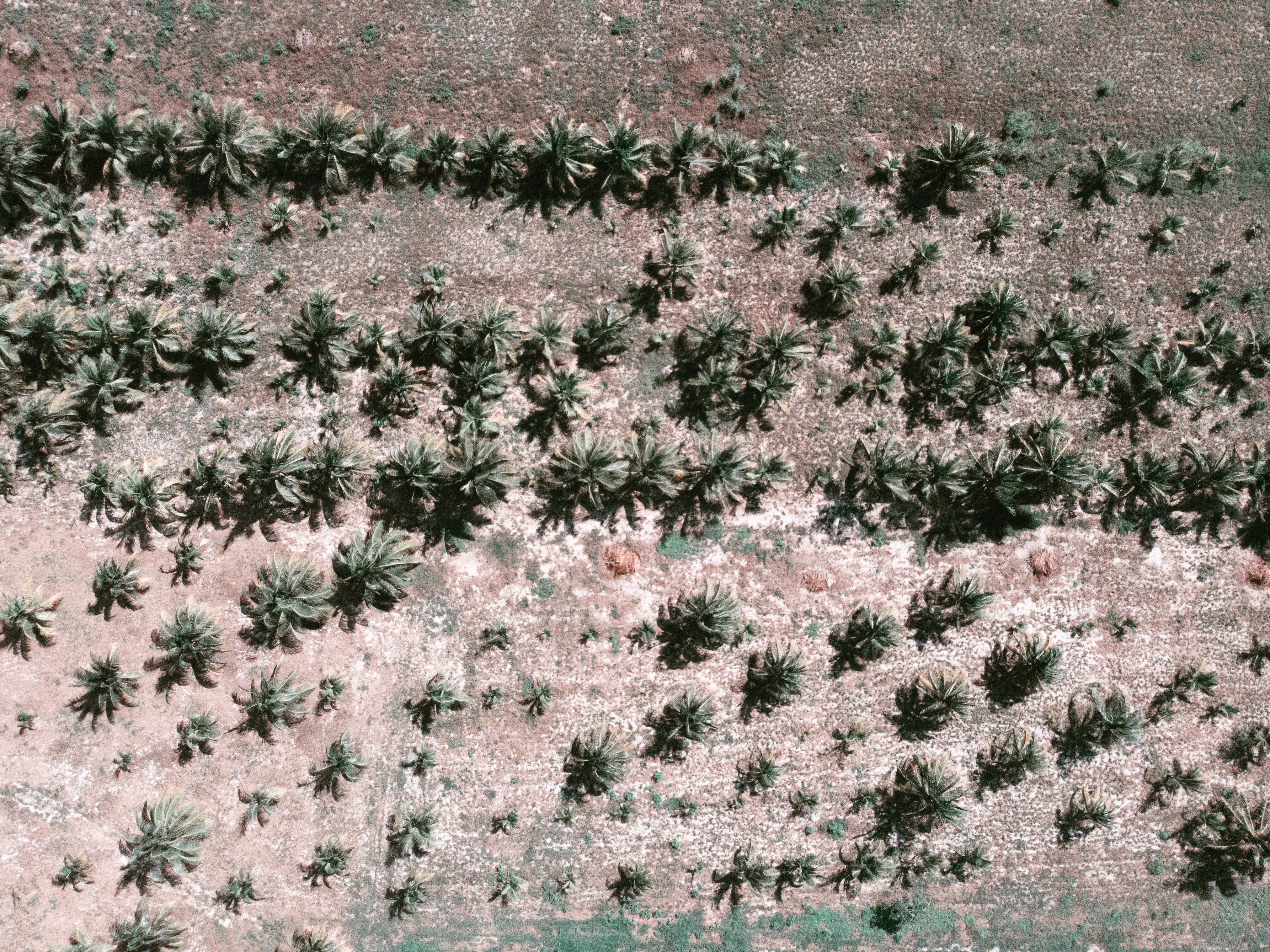 white flowers on gray concrete floor