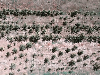 Aerial view of the palm oil plantation with rows of palm trees stretching into the distance