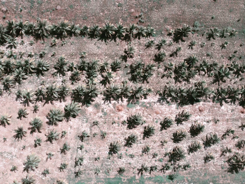 Aerial view of the expansive palm oil plantation showing neat rows of trees.