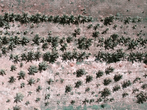 An aerial view of a landscape featuring rows of densely packed palm trees on a predominantly brown and green terrain. The arrangement of the trees suggests a structured planting pattern, while the ground appears slightly arid.