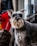 A Schnauzer dog with a bushy beard and eyebrows stands alert on a city sidewalk. Its coat is a mix of gray and black tones. In the background, a person in red pants and a black jacket stands near a large window or glass door holding a leash.