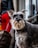 A Schnauzer dog with a bushy beard and eyebrows stands alert on a city sidewalk. Its coat is a mix of gray and black tones. In the background, a person in red pants and a black jacket stands near a large window or glass door holding a leash.