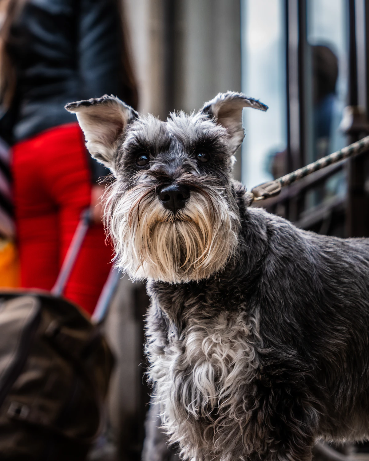 Schnauzer sal y pimienta con barba blanca y cejas espesas, con correa, en una vereda