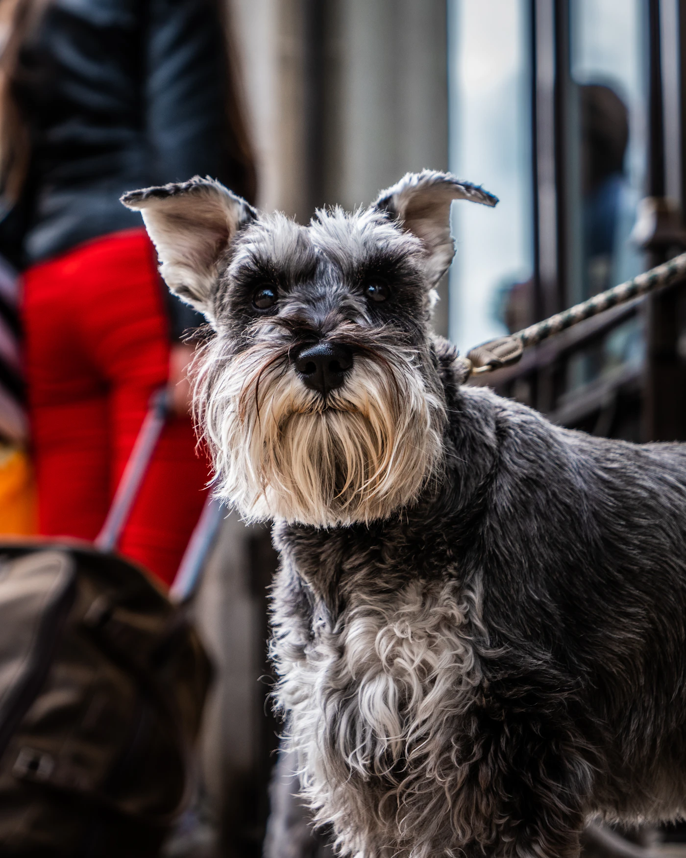 Schnauzer Miniatura de pelaje duro gris y marrón