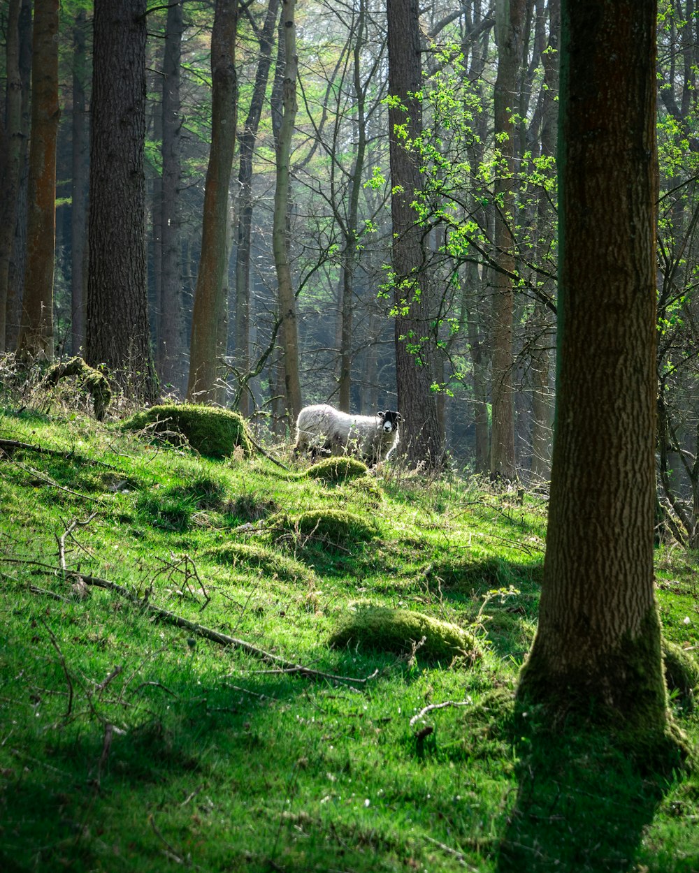 white sheep on green grass field during daytime