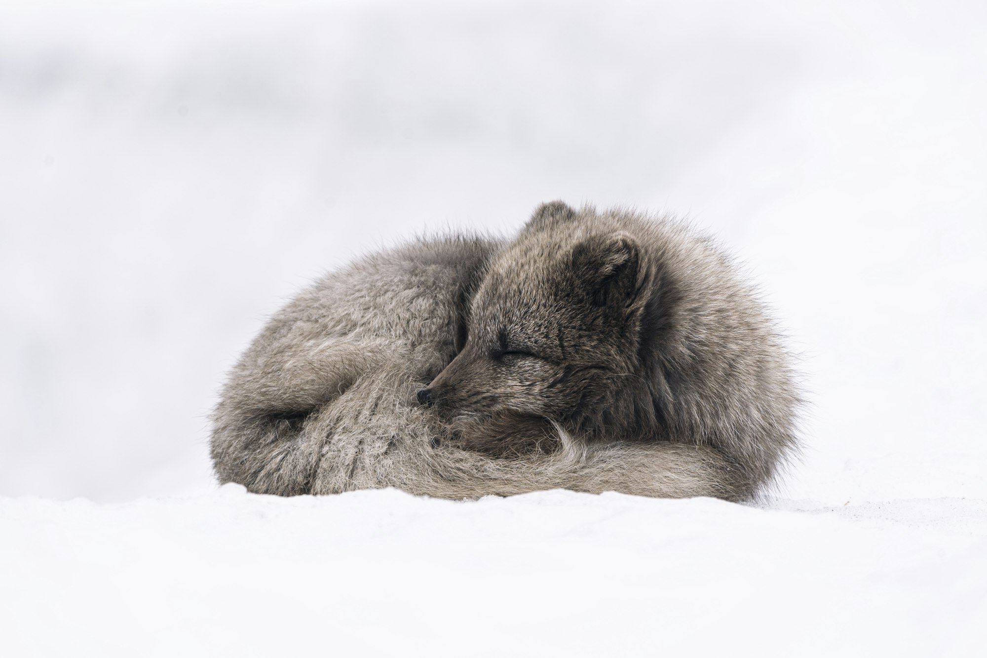 Afternoon siesta by a wolf (or wolf-like dog) in polyphasic sleep