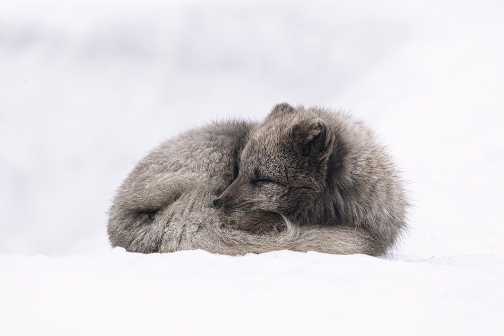 volpe bianca e grigia sdraiata sul terreno coperto di neve durante il giorno