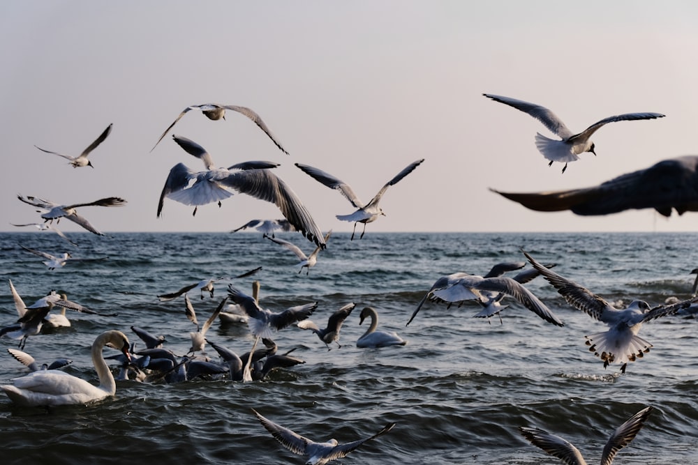 flock of birds flying over the sea during daytime