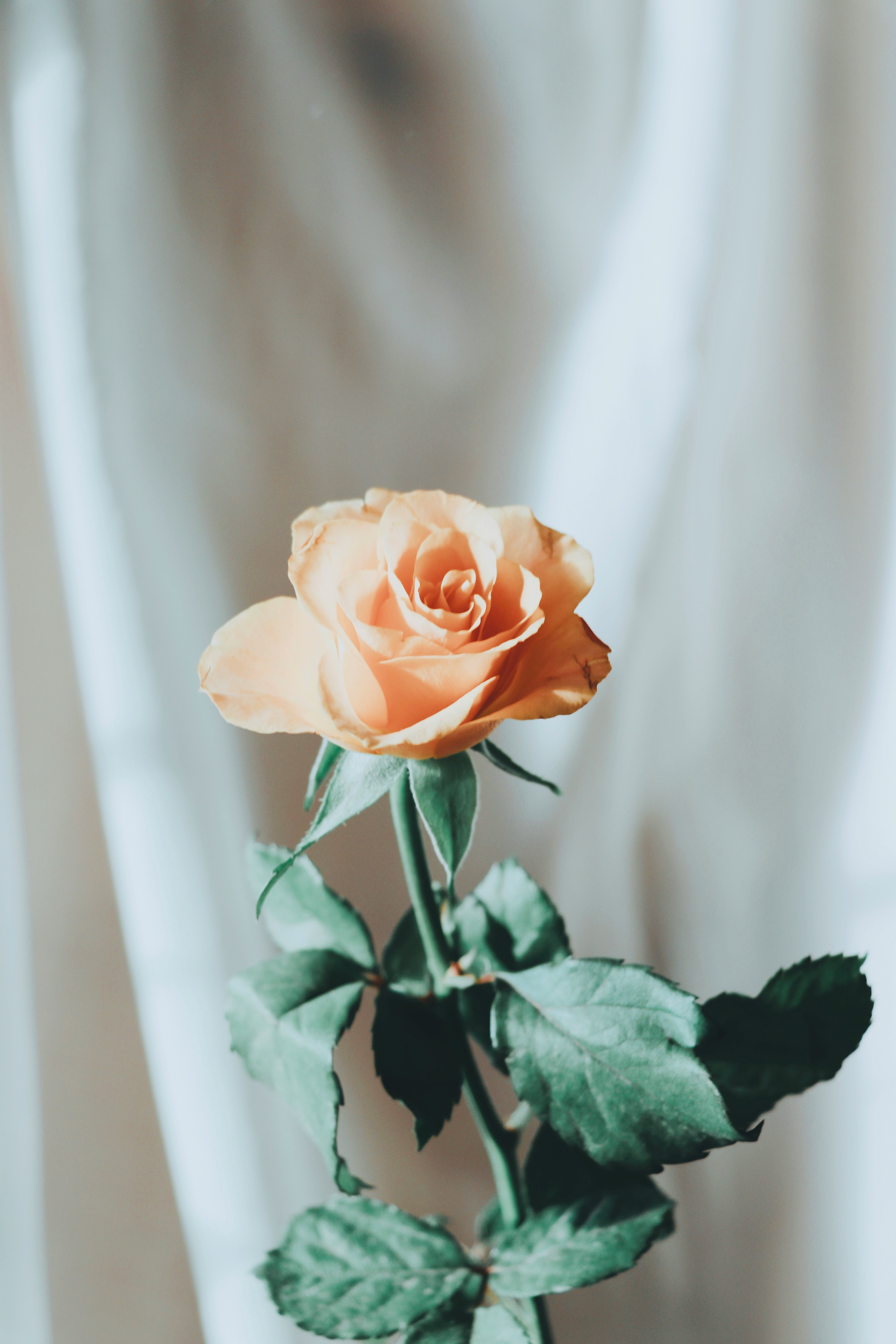 white rose in bloom during daytime