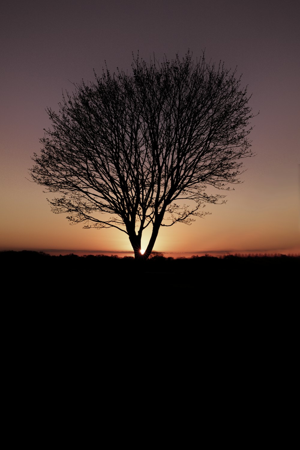 Blattloser Baum während der goldenen Stunde
