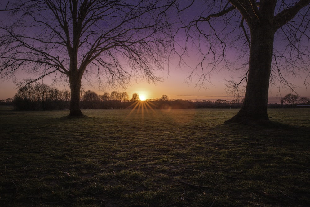 silhouette of trees during sunset