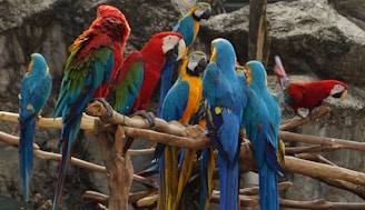 red blue yellow and green parrot on brown tree branch