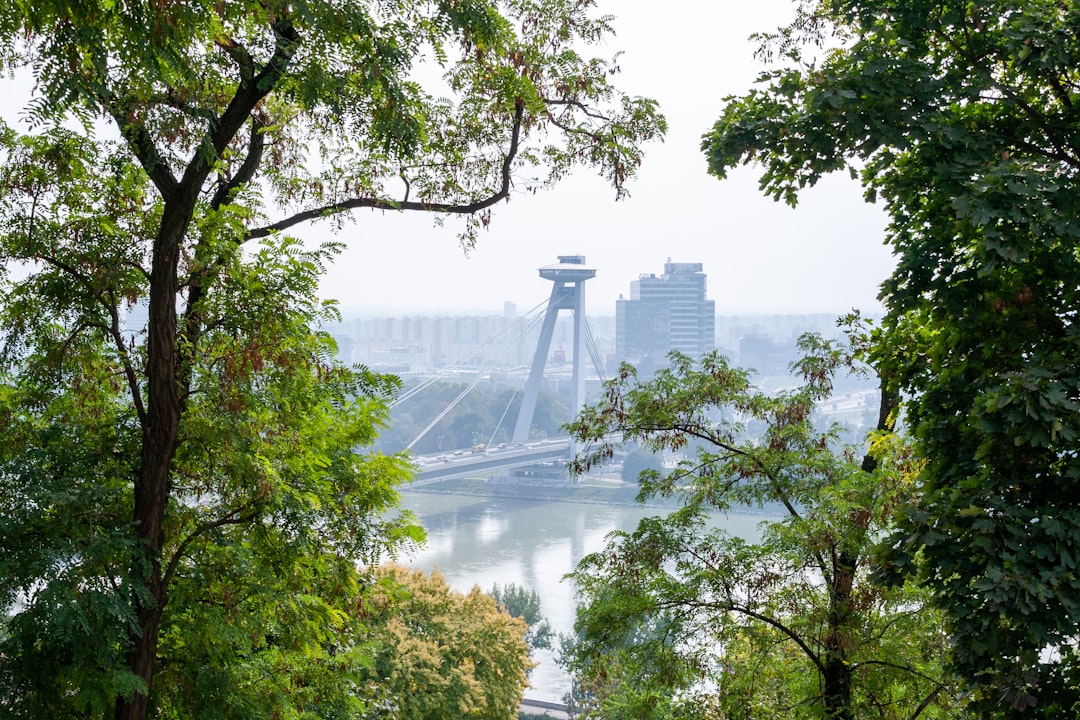 green trees near river during daytime