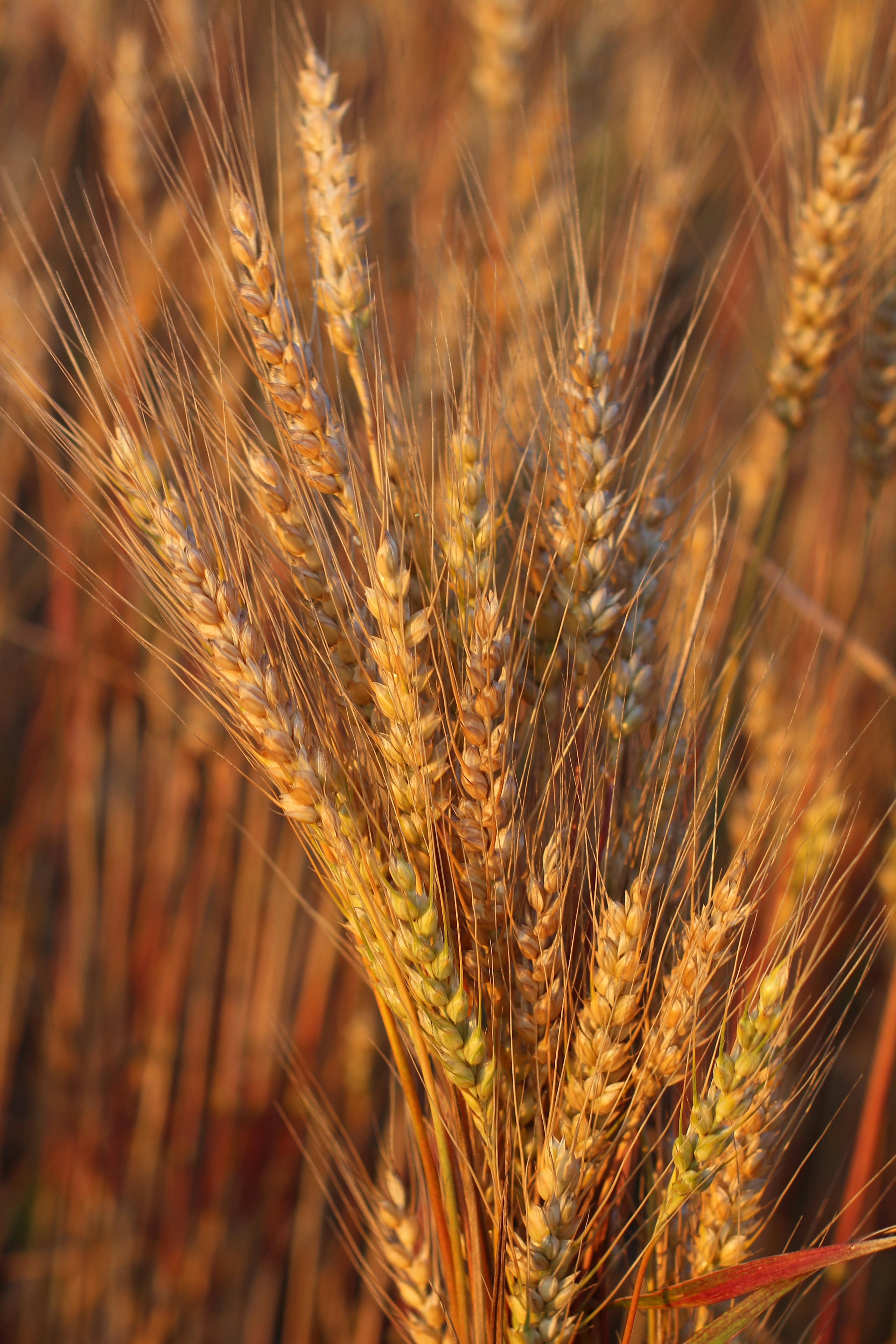 Golden wheat and grain fields at harvest, rows of agricultural crops in warm evening light