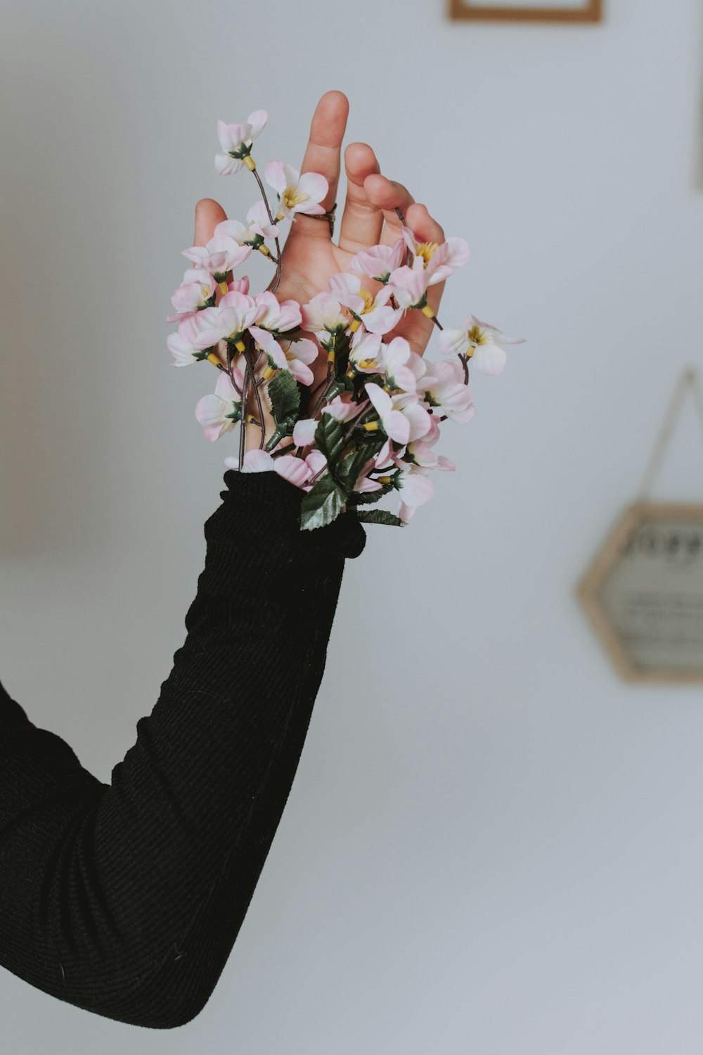 person holding white and pink flowers