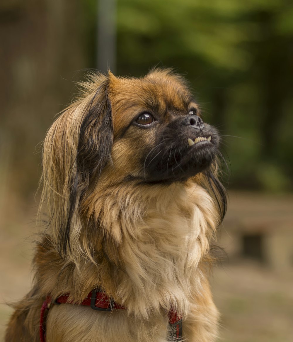 brown and black long coated small dog