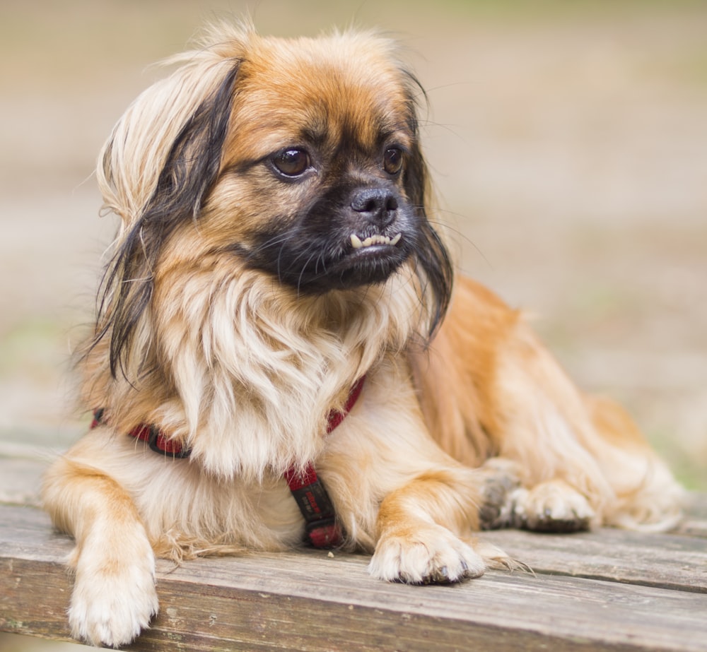 brown and black long coated small dog lying on ground