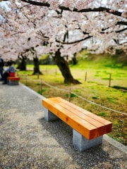 A scenic view of a quiet park bench under blooming cherry blossoms