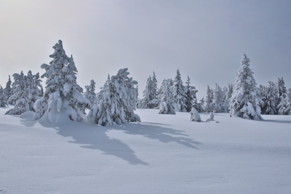 snow covered trees and mountains during daytime