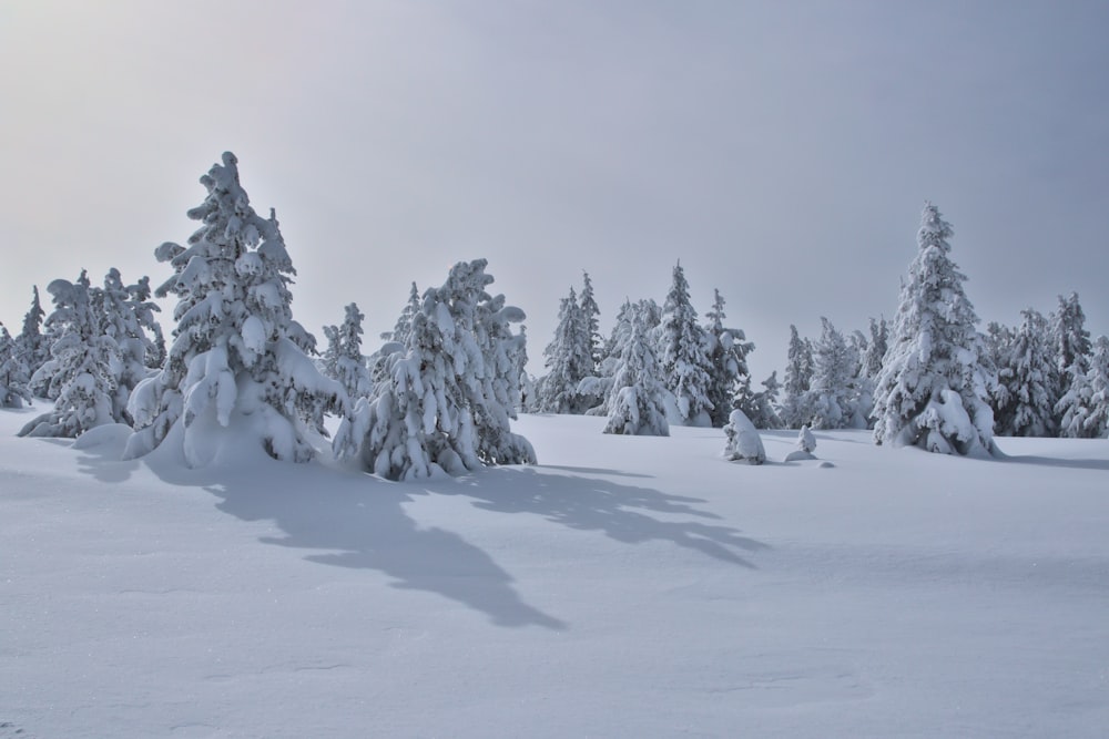 Schneebedeckte Bäume und Berge tagsüber