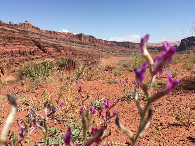 A serene desert landscape near Arad with native plants and wildlife under a bright blue sky