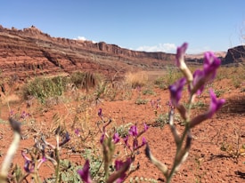 A rugged desert landscape with a clear blue sky overhead. The foreground showcases sparse green plants and vibrant purple flowers growing out of the sandy, rocky terrain. In the background, a series of layered red rock formations stretch across the horizon, enhancing the arid and ancient ambiance of the scene.