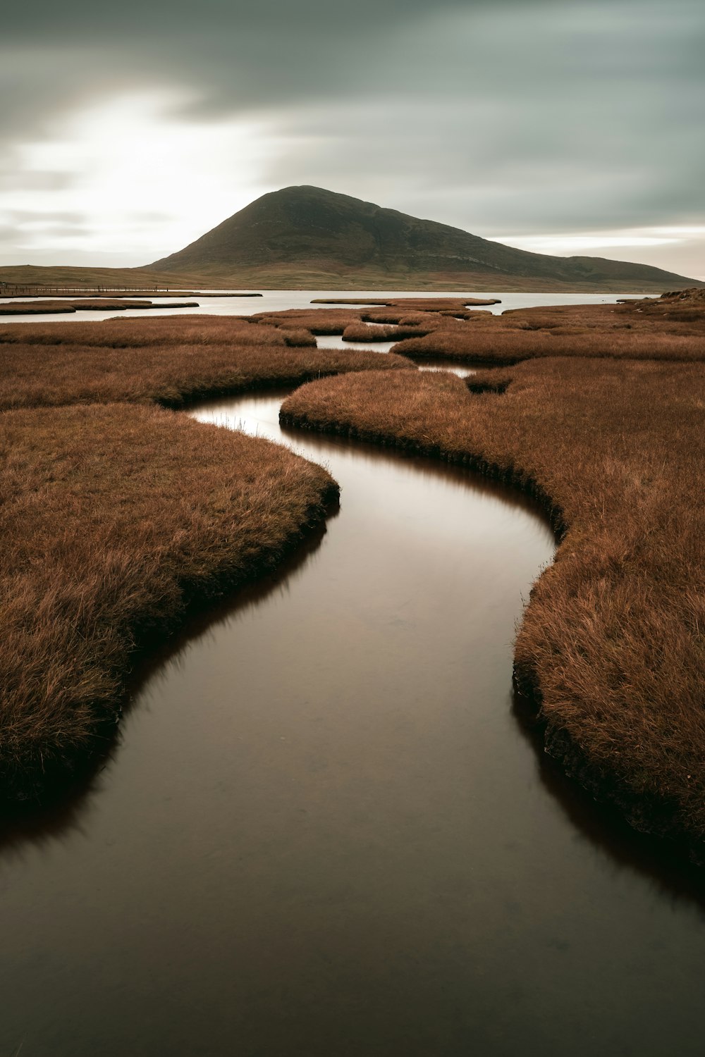 brown grass on body of water