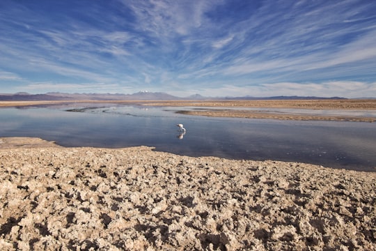 white bird on brown sand near body of water during daytime in Salar de Atacama Chile