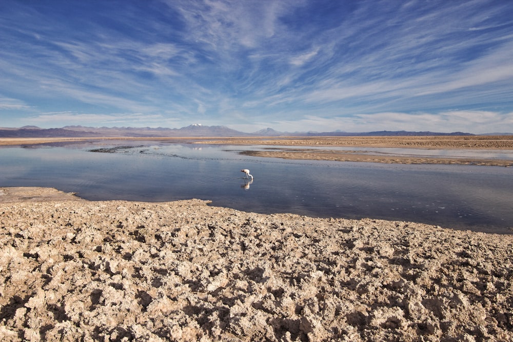 white bird on brown sand near body of water during daytime