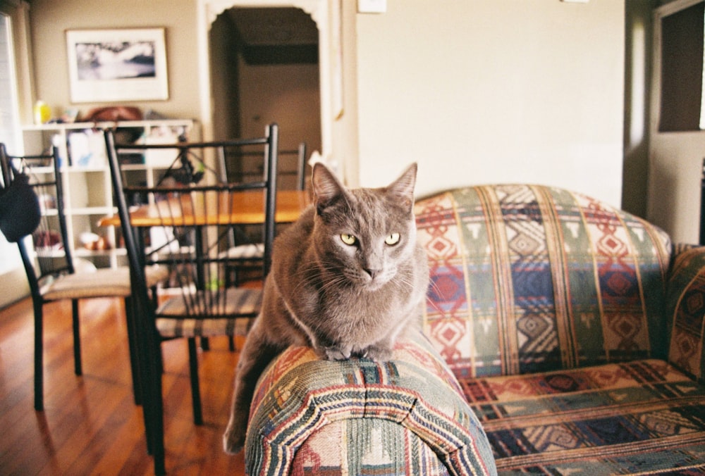 brown tabby cat on brown and blue sofa