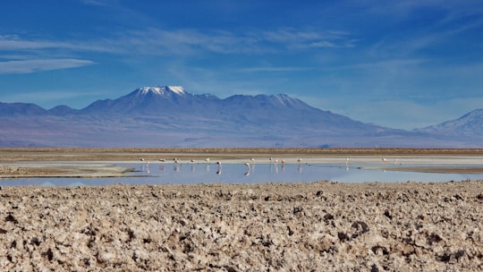 flock of birds on shore near mountain during daytime in Salar de Atacama Chile