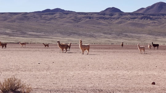 brown and white 4 legged animal on brown sand during daytime in San Pedro de Atacama Chile