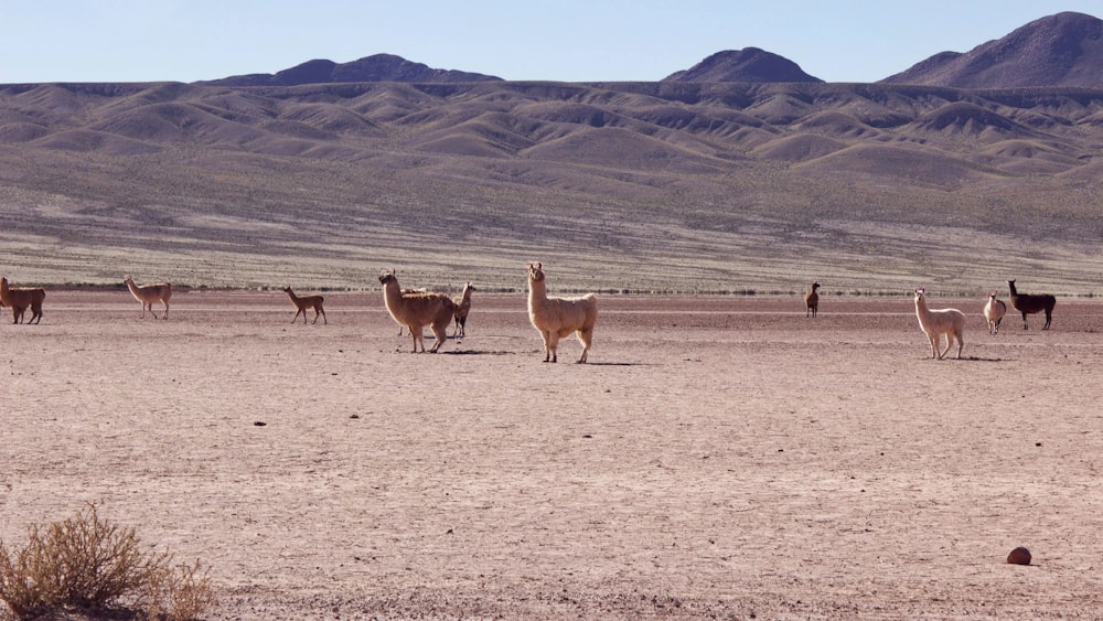 brown and white 4 legged animal on brown sand during daytime