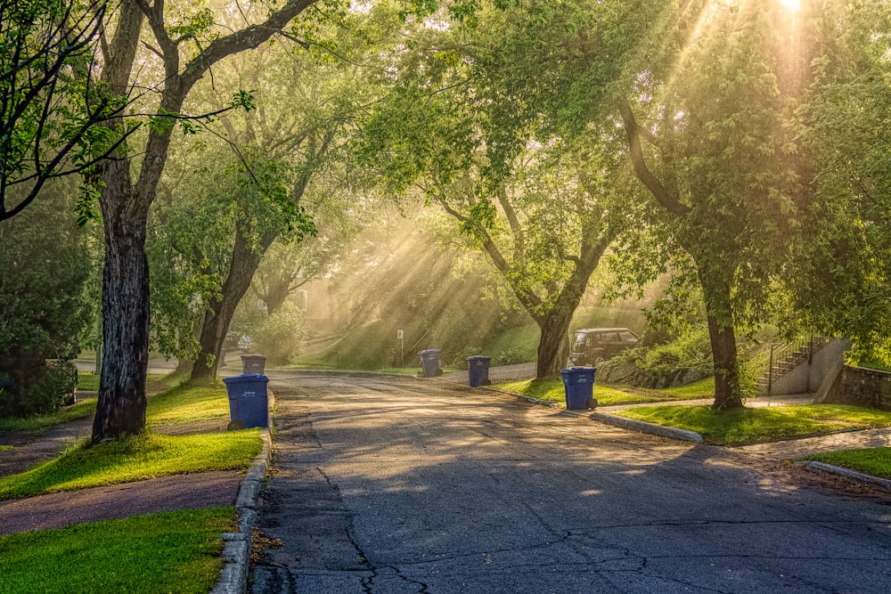 green trees beside gray concrete road during daytime