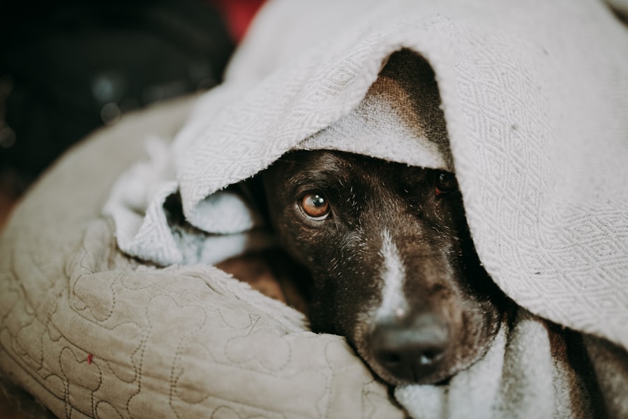 Concerned dog owner sitting on the floor next to their sick dog near scattered household items