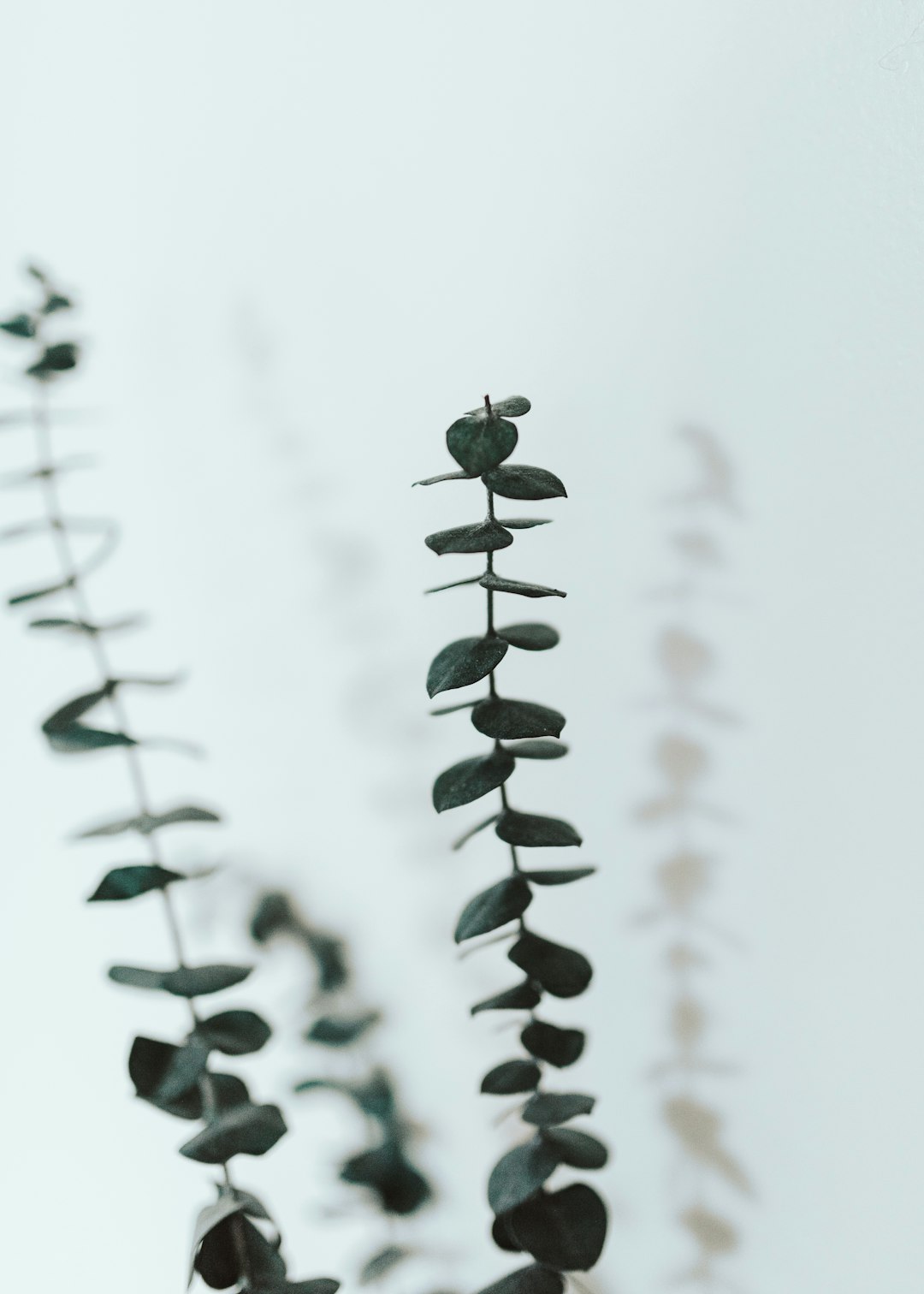 black round fruits on white background